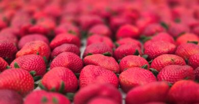 Festa de Flores e Morangos realiza 44ª edição em Atibaia