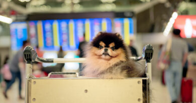 Viagem com pets: KAYAK revela desafios e oferece dicas
