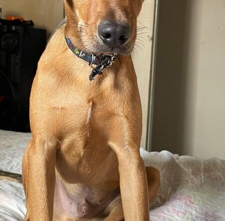 Falha em entrega leva à morte de cachorro