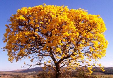 Dia da Árvore é comemorado em 21 de setembro