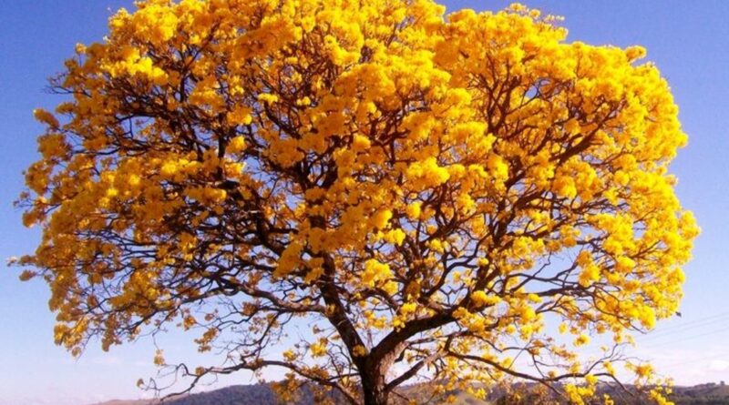 Dia da Árvore é comemorado em 21 de setembro
