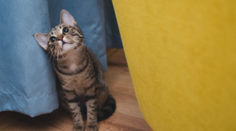 Veterinário online: quando buscar atendimento para o pet