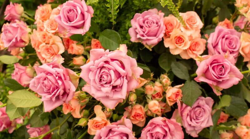 Festa de Flores e Morangos inicia nesta sexta