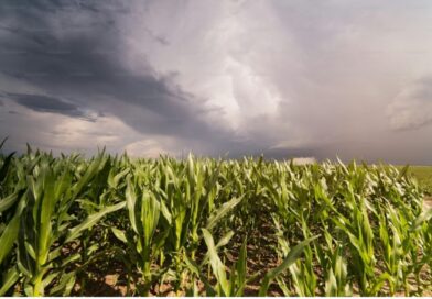 El Niño eleva desafio para a safra de verão