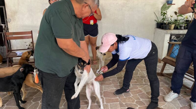 Vacinadores da Prefeitura de Manaus seguem com imunização de cães e gatos contra raiva nos bairros