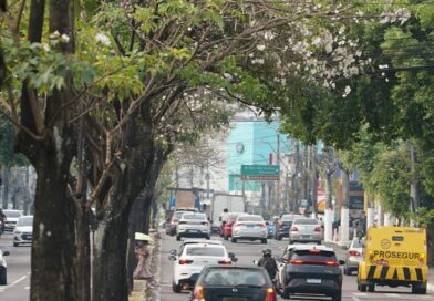 Ipês da Djalma Batista: iniciativa de Arthur Virgílio Neto virou símbolo de arborização de Manaus, veja vídeo