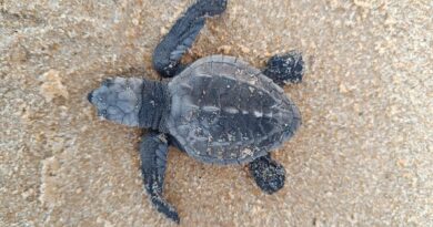 Indústria alagoana apoia conservação da fauna marinha