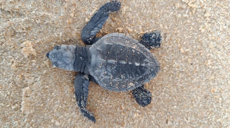 Indústria alagoana apoia conservação da fauna marinha