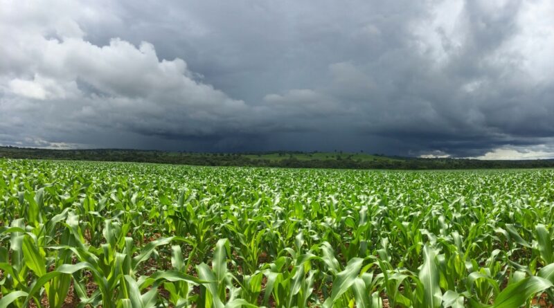 El Niño forte aumenta risco para o agronegócio