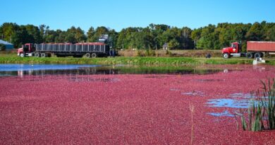 Começa a colheita dos cranberries nos Estados Unidos