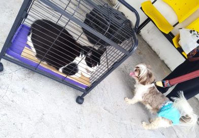 Prefeitura de Manaus divulga orientações para a vacinação adequada e segura de cães e gatos