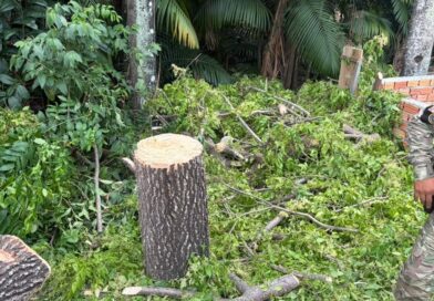 Guarda Municipal de Manaus detém indivíduos por desmatamento ilegal em Área de Preservação Permanente na zona Norte