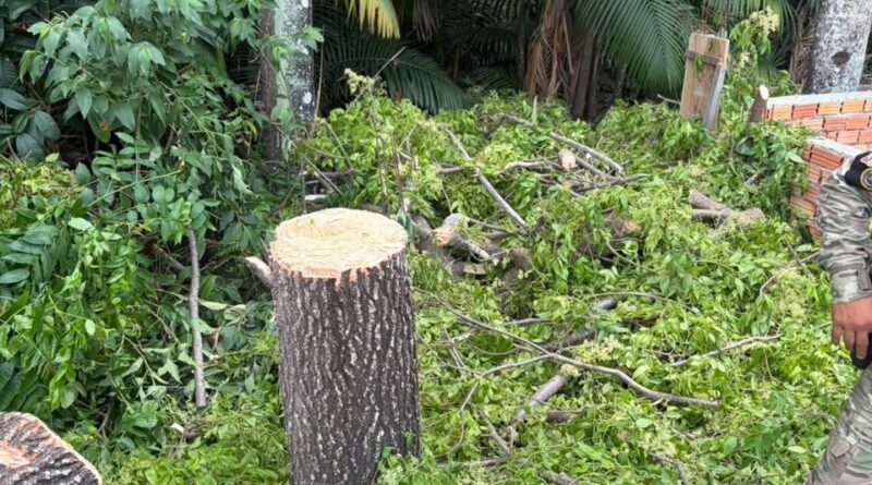 Guarda Municipal de Manaus detém indivíduos por desmatamento ilegal em Área de Preservação Permanente na zona Norte